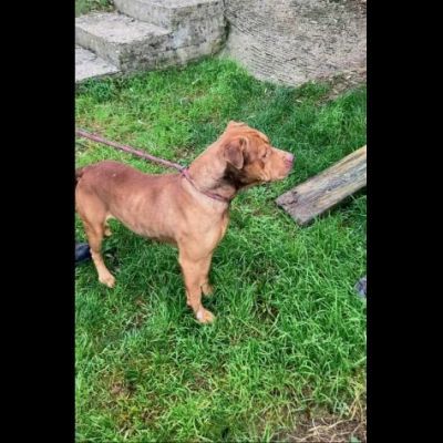 EMMER UNA NUOVA VITA, CANE IN ADOZIONE - Foto 7