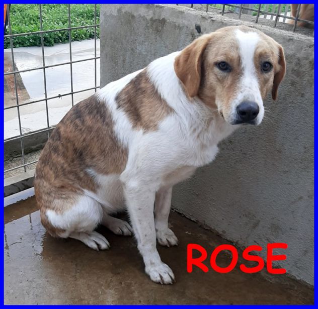 ROSE sui 7anni dolce triste patatina - Foto 2