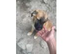 Polpetta cucciola
