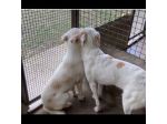 OLAF E OLIMPIA meritano un futuro CANI IN ADOZIONE
