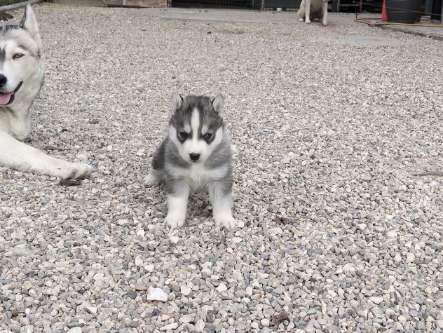 Cuccioli di siberian husky - Foto 8