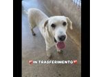 THOR DOLCISSIMO,  SOCIEVOLE, BRAVO AL GUINZAGLIO CANE IN ADOZIONE TG MEDIA