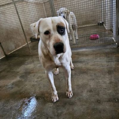 BLOOM AFFETTUOSA CAGNOLONA IN ADOZIONE - Foto 10
