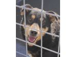CANE IN ADOZIONE. L' ATTESA DI CAFFE'