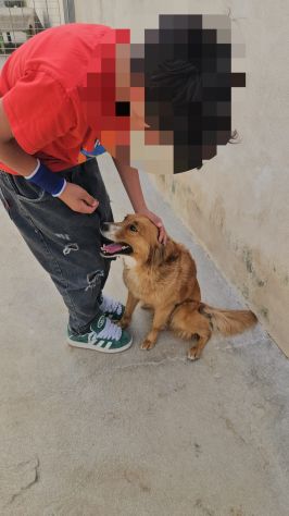Leo: cucciolo taglia media - Foto 7