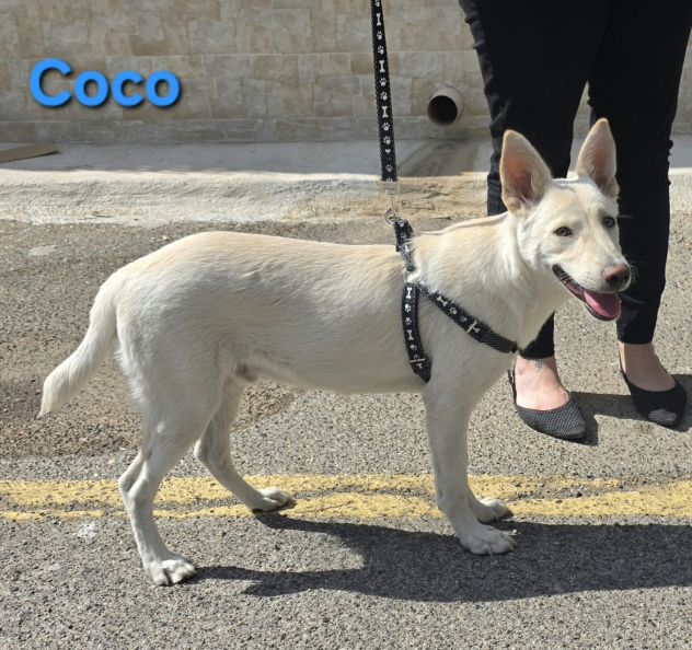 COCO - Foto 8