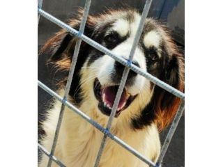 CANE IN ADOZIONE: PEGGY