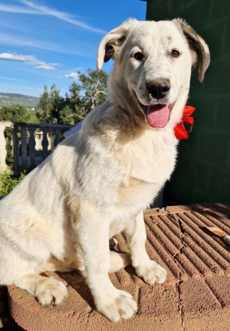 UNA FAMIGLIA PER DAISY! - Foto 2