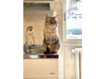 Pet sitter
