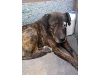 EMERGENZA X 1CANE MALTRATTATO X STRADA..