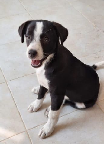 La dolcezza di BOBO aspetta il tuo Amore. Adottalo subito!