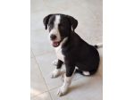 La dolcezza di BOBO aspetta il tuo Amore. Adottalo subito!