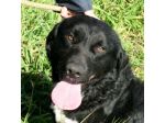 BERNIE, eterno cucciolone