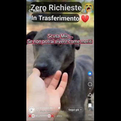 MIELE E MILO MIRACOLI D' AMORE CUCCIOLI IN ADOZIONE - Foto 9
