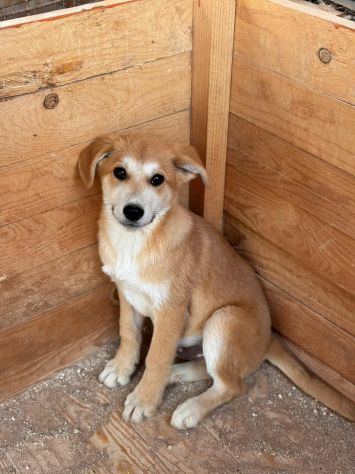 AKITA INU INCR., BERRY, BAMBI, BRUNO, BOWIE E BOLT, 8 MESI: CERCANO CASA! - Foto 7