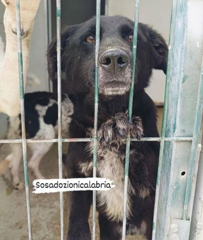 HUGO 15 chili di dolcezza e amorevolezza cagnolino in adozione - Foto 3