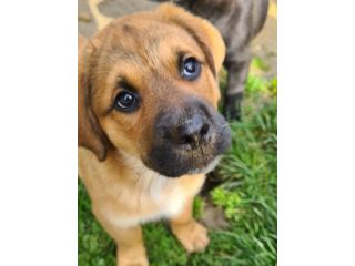 CARRIE, super cucciola di 2 MESI E MEZZO.