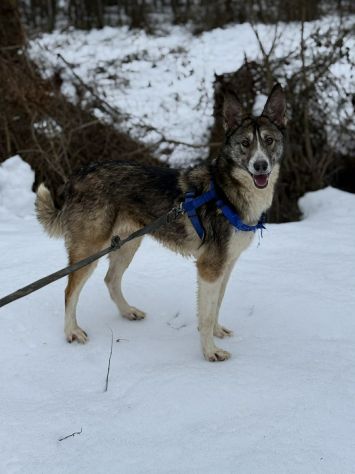 NORWAY, lupetta bella da togliere il fiato! - Foto 8