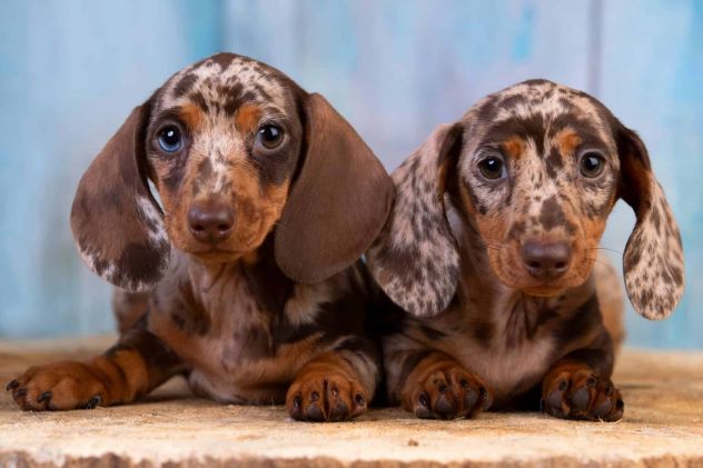piccoli di bassotto