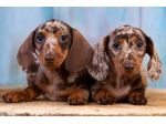 piccoli di bassotto