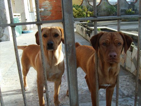 JACK E JESS, mix rhodesian - Foto 4