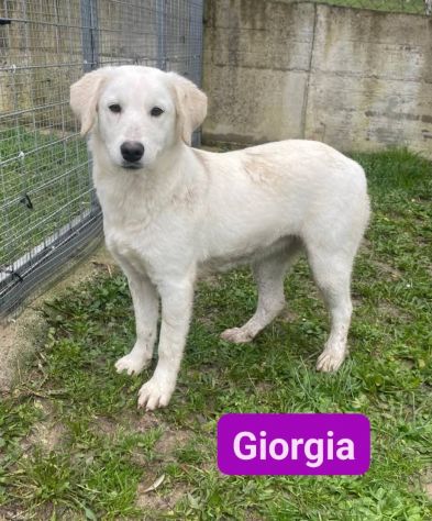 GIGIA E GIORGIA DOLCI E AFFETTUOSE CAGNOLINE IN ADOZIONE - Foto 2