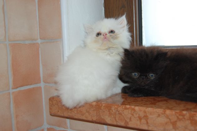 Cuccioli di gatto persiano - Foto 9