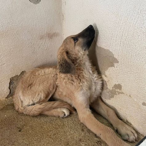 ANDROMACA CUCCIOLA IN ADOZIONE - Foto 10