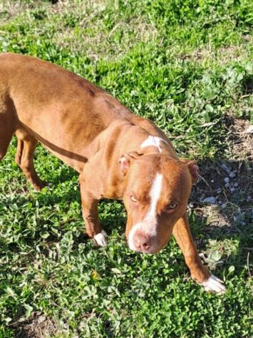 Pitbull splendido e buono 2anni.ultimo rimasto solo..CALABRIA SOS - Foto 3