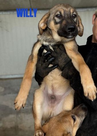 CUCCIOLI IN ADOZIONE taglia media - Foto 5