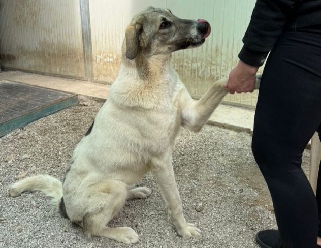 Maya: bellissima principessa taglia grande - Foto 6