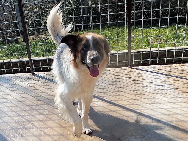 Coby bellissimo di taglia mediogrande - Foto 2