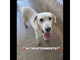 THOR DOLCISSIMO,  SOCIEVOLE, BRAVO AL GUINZAGLIO CANE IN ADOZIONE TG MEDIA