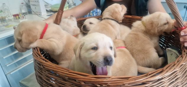 🐾 Iconici Cuccioli: L'eccellenza del Labrador Retriever in una zampa 🐾 - Foto 8