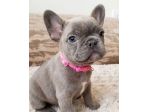 BULLDOG FRANCESE CUCCIOLI BLU - FRENCH BOULEDOGUE PUPPY - pag agevolato