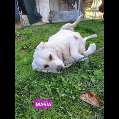 UNA FAMIGLIA DI CUORI BIANCHI DA SALVARE, CANE IN ADOZIONE - Foto 10