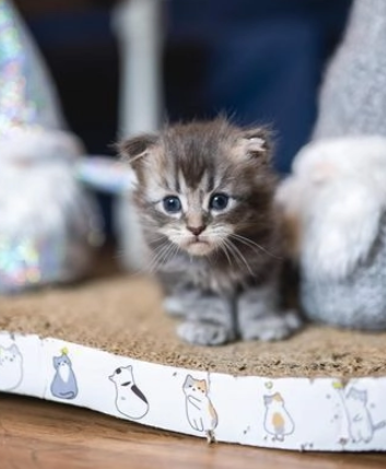 gattini maine Coon