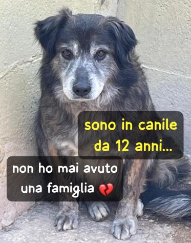 OSCAR 12 ANNI 14 KG circa taglia media piccola