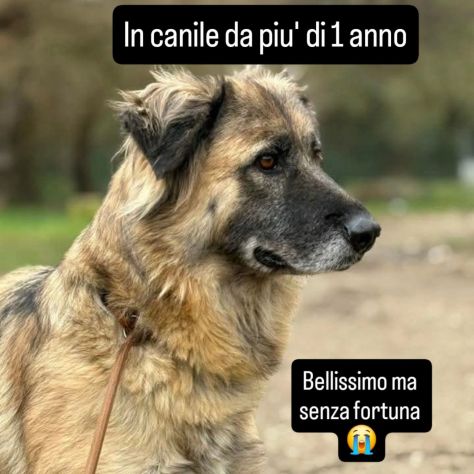 LUPO SPLENDIDO PT, CANE IN ADOZIONE - Foto 2