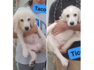 TICO E TACO MERAVIGLIE DI CUCCIOLI IN ADOZIONE
