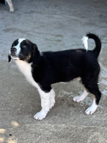 MUSA meravigliosa cucciola - Foto 4