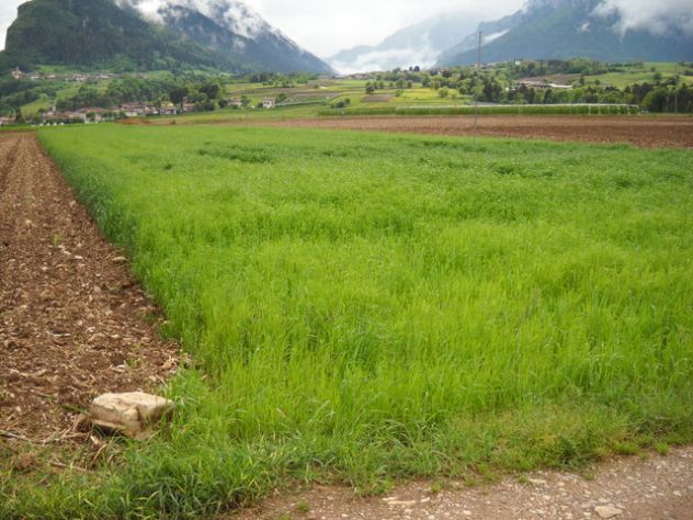 Terreno agricolo con irrigazione - Foto 4
