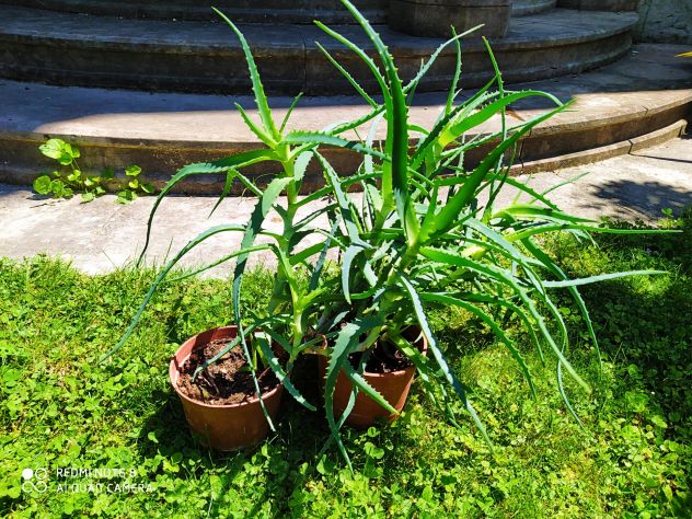 Aloe Arborescens in vaso - Foto 4