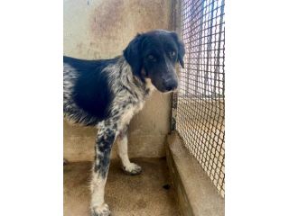 PROCOPIA, UN'OCCASIONE DI VITA, CAGNOLINA IN ADOZIONE