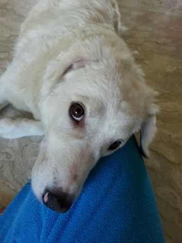 BIANCA, meravigliosa cucciolona di maremmano - Foto 8