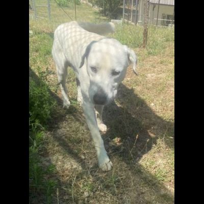 CAGNOLINO CERCA CASA: HOTSPOT GIOIOSO E SOCIEVOLE - Foto 6