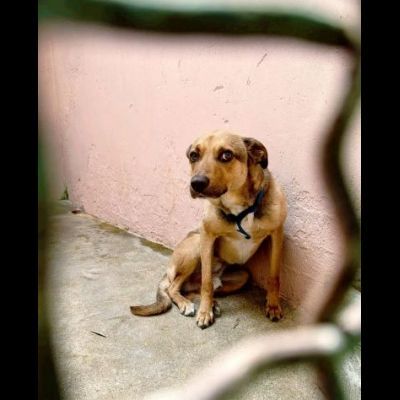 HIROITO, CERCHIAMO QUALCUNO CHE LEGGA NEL SUO CUORE CAGNOLINO IN ADOZIONE - Foto 4