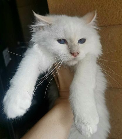 Animali - Foto 9