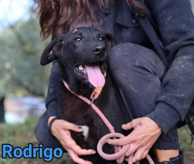 CUCCIOLI IN ADOZIONE RODRIGO ABBONDIO - Foto 2