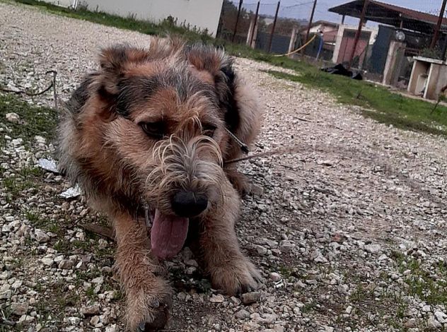 Elmer ben socializzato e bravo con i bambini - Foto 3